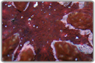 Pink and Red Symphyllia Brain Coral